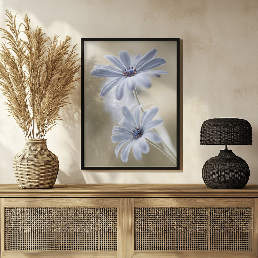 Cape daisies Poster